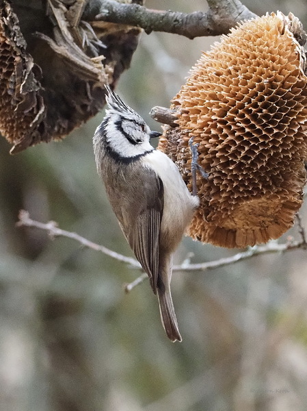 Haubenmeise beim Futterplatz