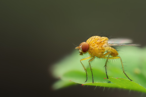 Fliege