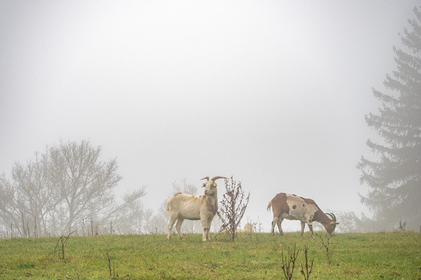 Hohentwiel (Singen) im Nebel.