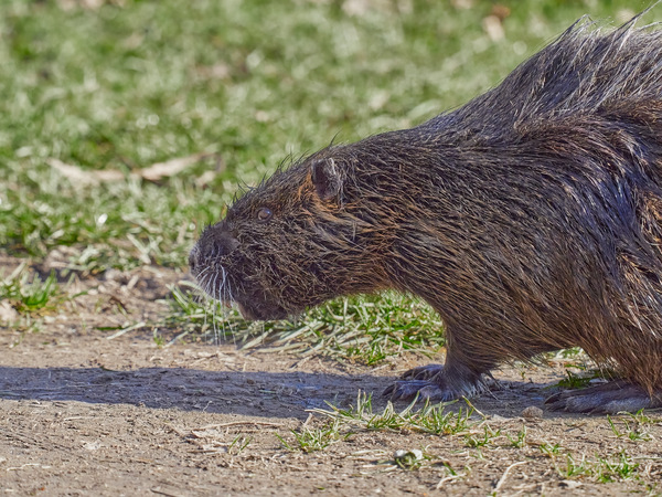 Nutria.jpg