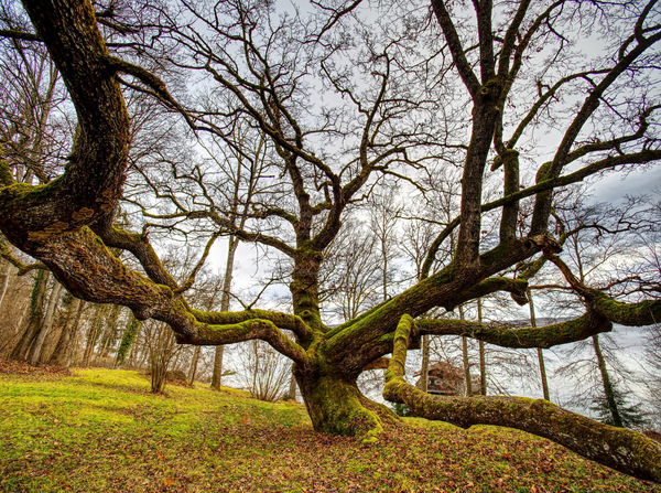 Starnberger See 1