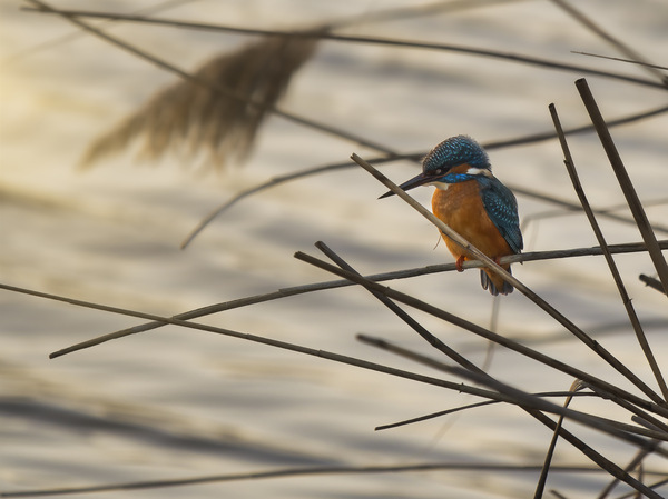 Eisvogel