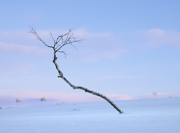 Little arctic tree