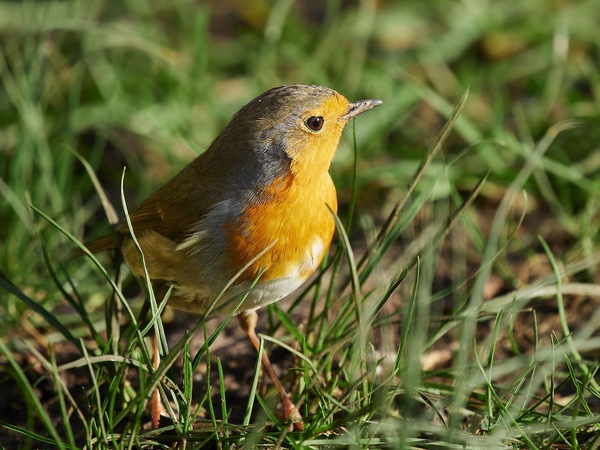 Rotkehlchen