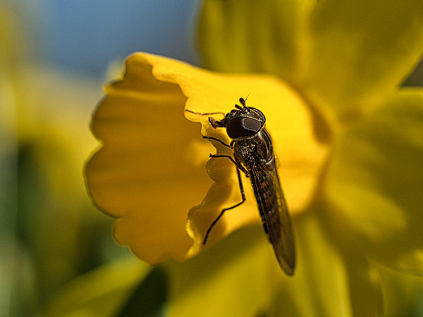 schwebfliege (1).jpg