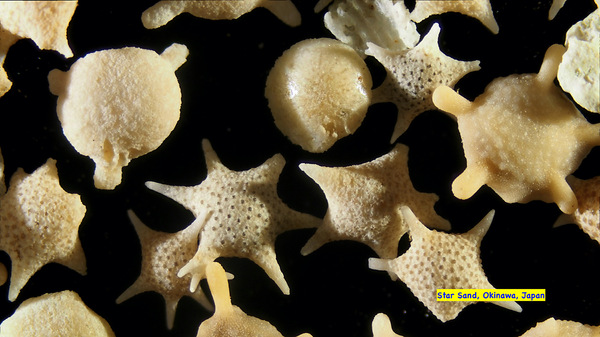 Star Sand Okinawa 1-20x.jpg