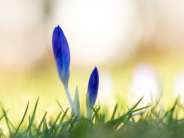 Die Frühblüher machen sich auf den Weg.