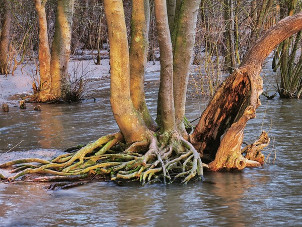19-Noch mal Wurzeln an/in der Elbe