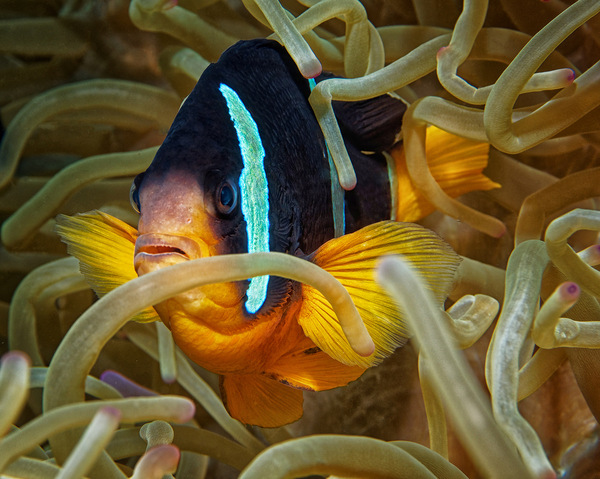 Anemonenfisch