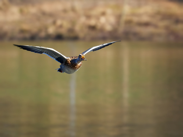 Anflug