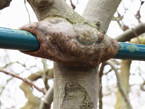 Baum ...