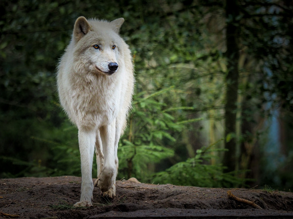 Polarwolf...