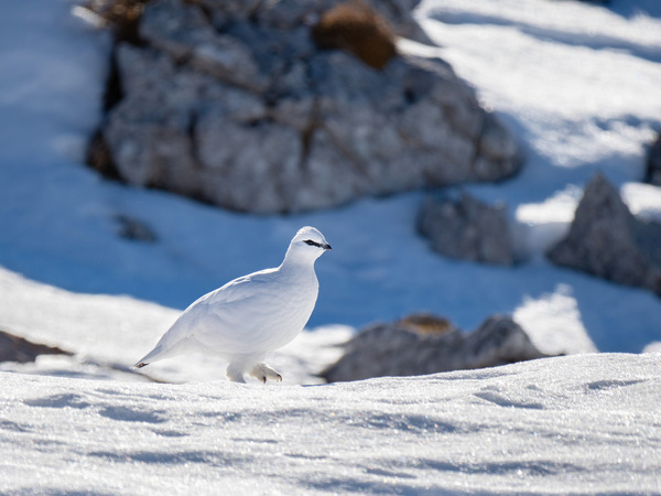 Alpenschneehuhn