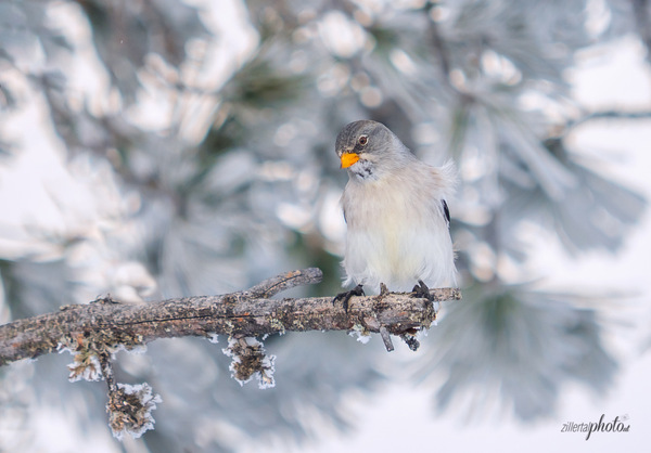 schneefink-im-baum1.jpg