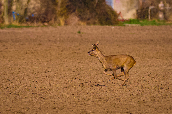 Jetzt aber hurtig