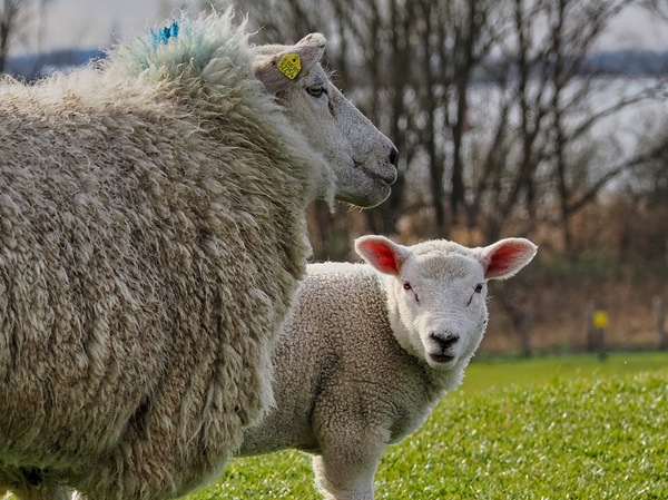 Neugieriges Lamm