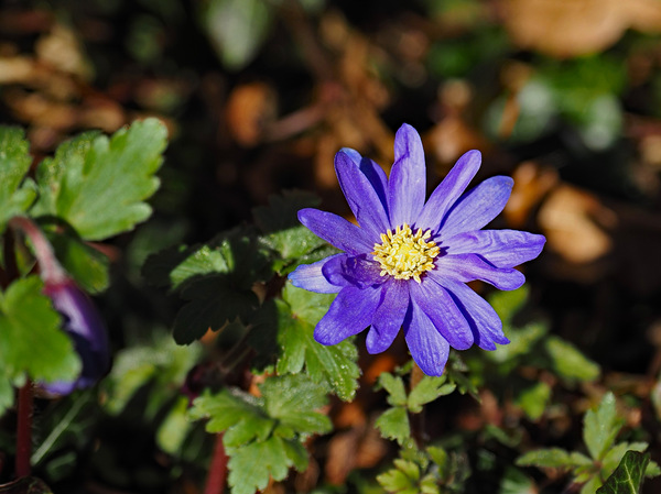 Leberblümchen