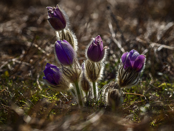 Pulsatilla 7 3.jpg