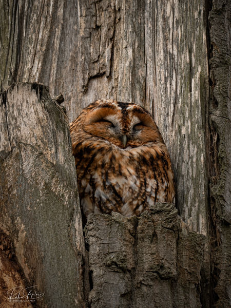 Sleepy Owl