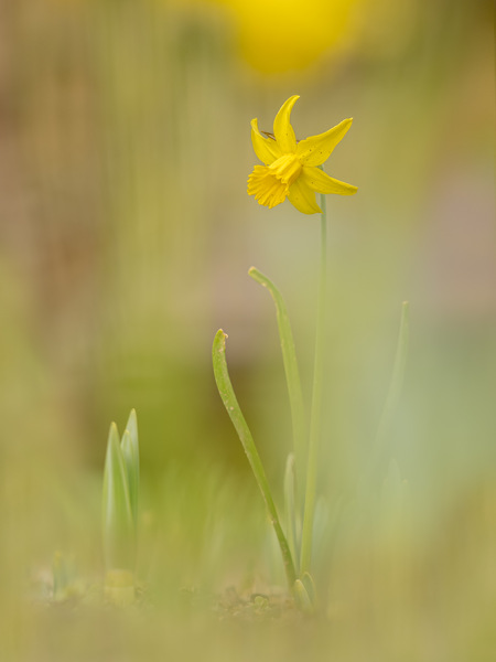 Narcissus pseudonarcissus