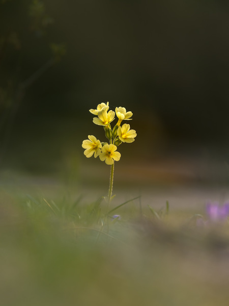 Primula elatior