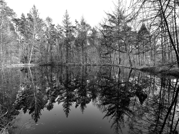 04-Waldteich