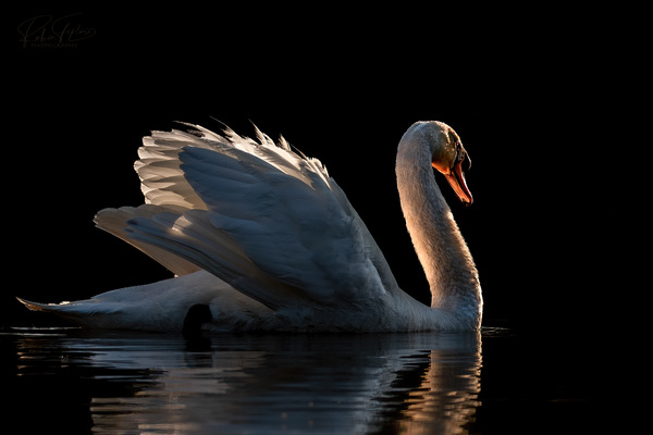 Shiny Swan
