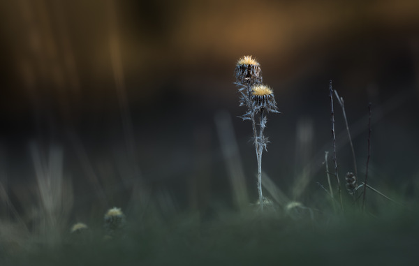 Trockene Distel