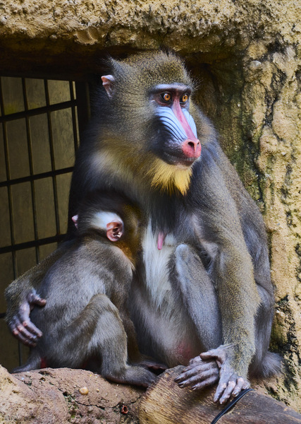 Minifamilie_Zoo Dresden.jpg