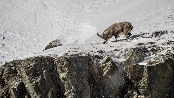 Steinbock
