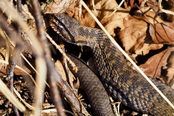 gut getarnte Kreuzotter im welken Laub