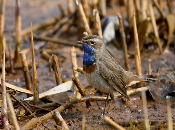 Blaukehlchen sucht Insekten