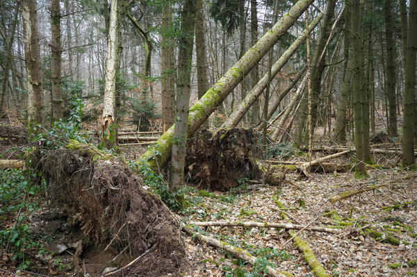 Der Sturm