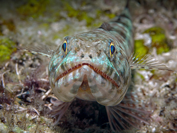 Eidechsenfisch