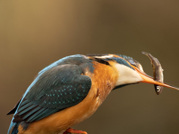 Eisvogel-13.jpg