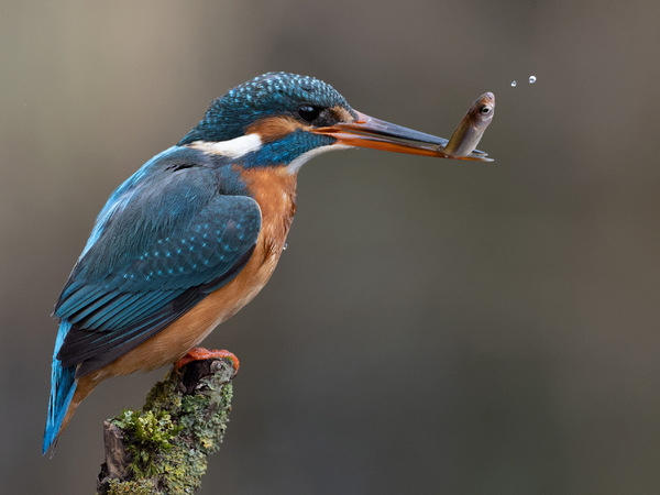 Eisvogel-9.jpg