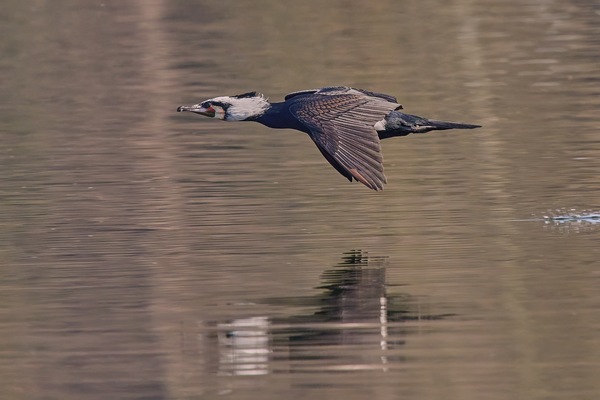 Kormoran