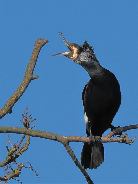 "Der Schrei"
