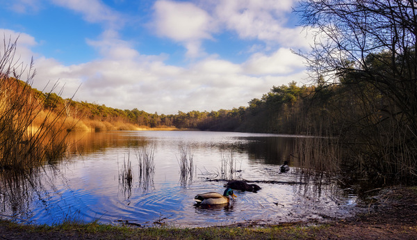 An einem Moorsee