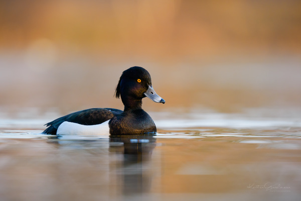Goldeneye