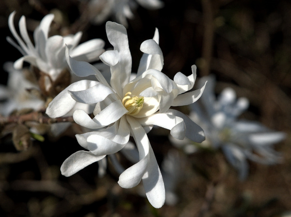 Sternmagnolie