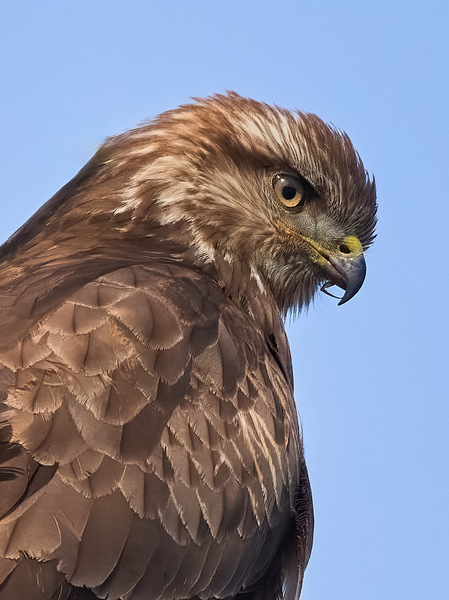 Mäusebussard im Portrait