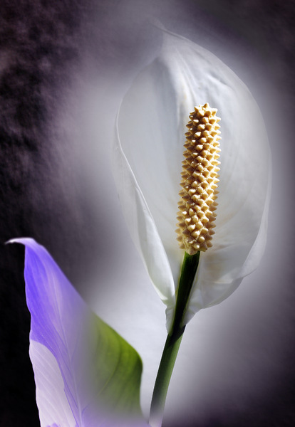 _Calla_.jpg