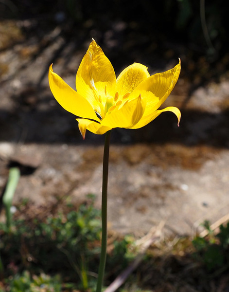 Gelbe Tulpe