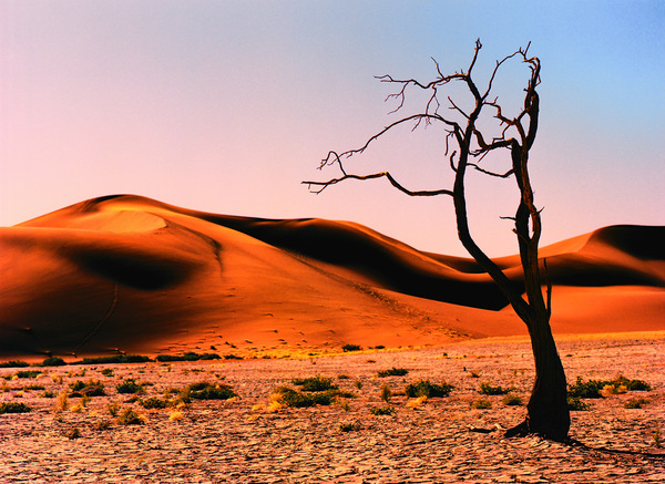 Morgens in der Namib.jpg