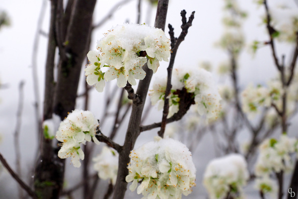 Frühling mit Zuckerguss