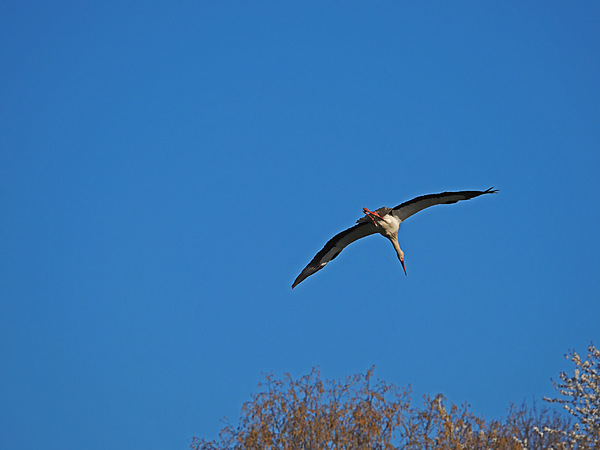 Sturzflug