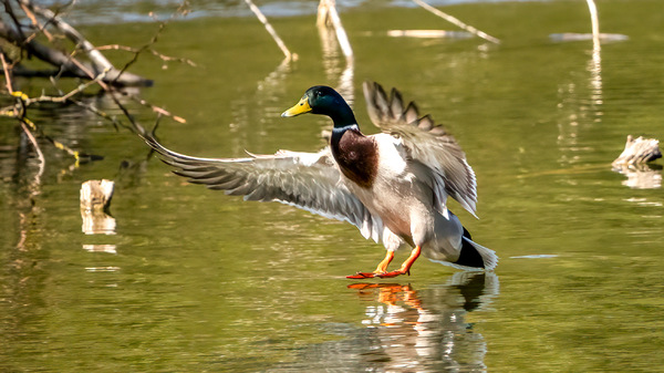 EntenAnflug-2.jpg