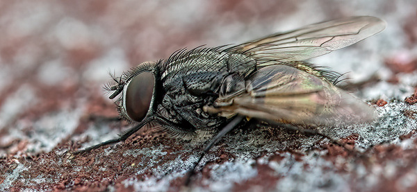 Eine Fliege