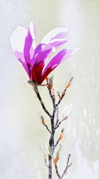KdB_1000584-Magnolie.jpg